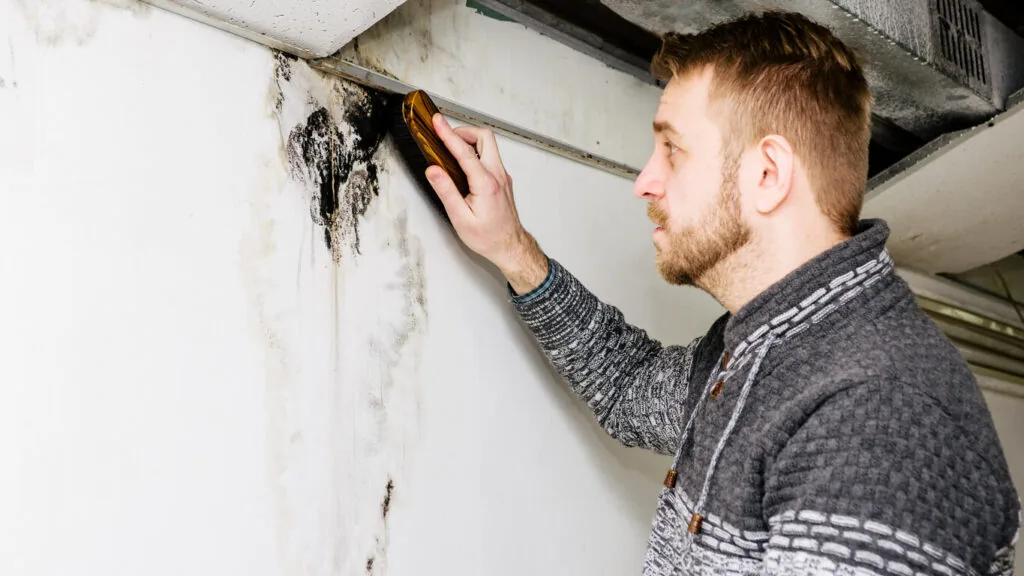 Professional mold inspector examining mold growth